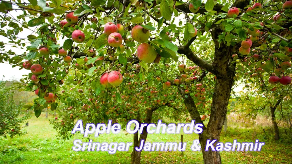 Apple Orchards Srinagar Jammu & Kashmir