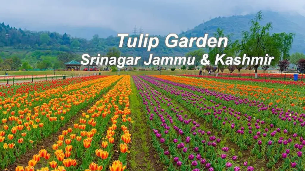 Tulip Garden Srinagar Jammu & Kashmir