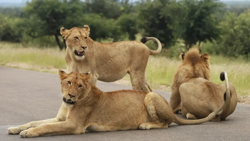 Gir National Park Gujarat India
