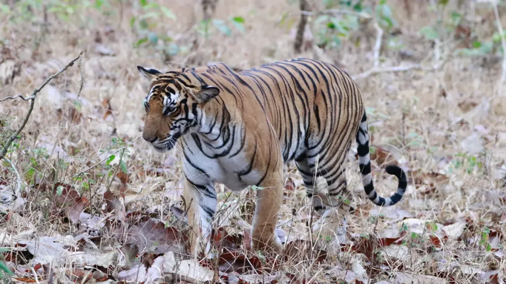 Guru Ghasidas Tiger Reserve Chhattisgarh
