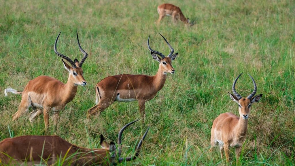 Mahaveer Harina Vanasthali National Park Telangana