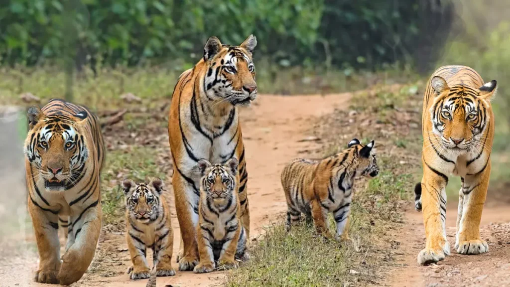 Achanakmar Tiger Reserve Chhattisgarh