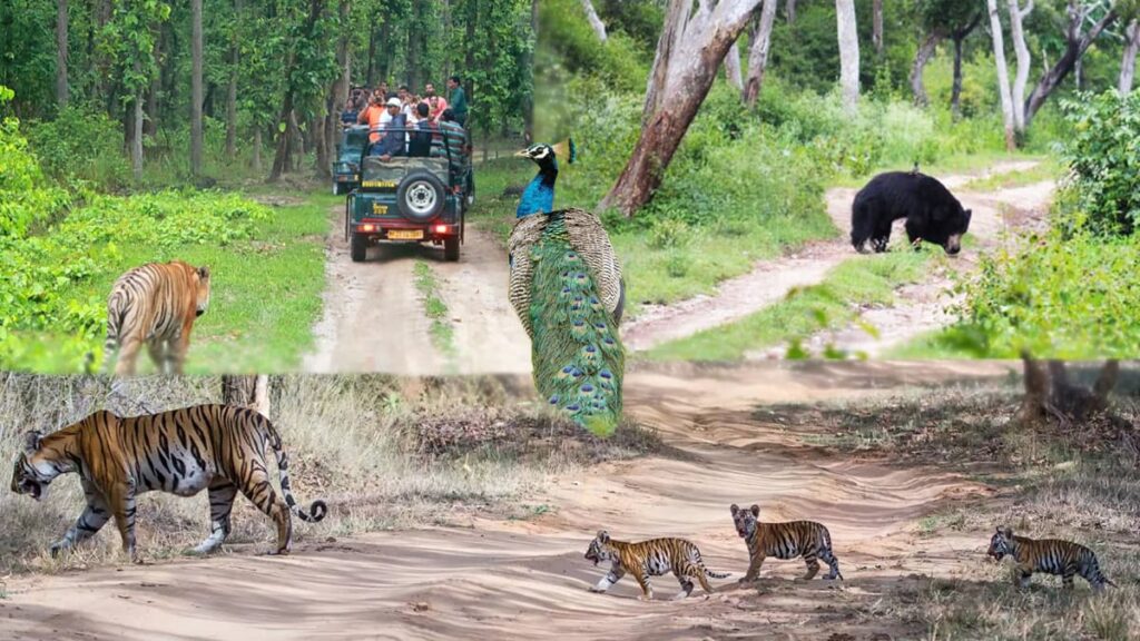 Bandipur National Park & Bandipur Tiger Reserve Karnataka