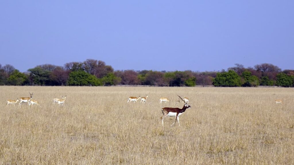 Blackbuck (Velavadar) National Park Gujarat