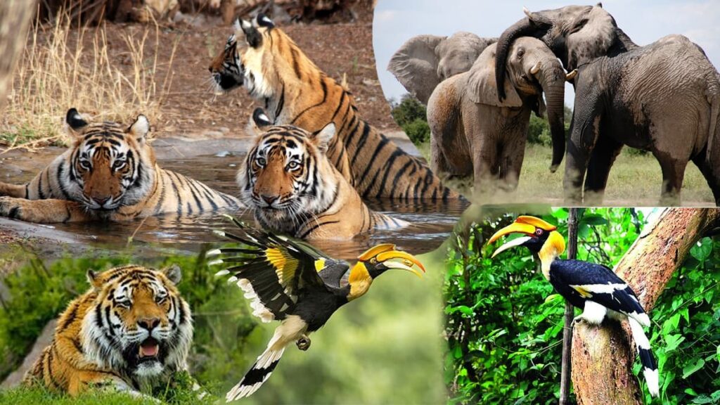 Pakke and Pakhui Tiger Reserve Arunachal Pradesh