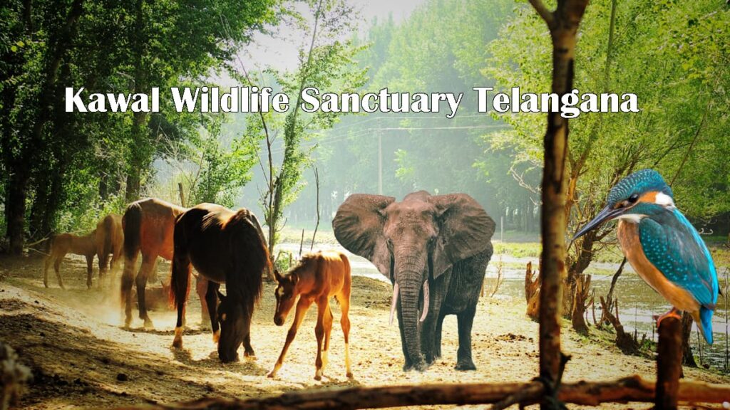 Kawal Wildlife Sanctuary Telangana