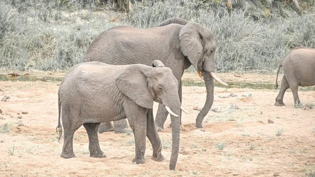 Wildlife Sanctuary Tamil Nadu