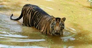 Bandhavgarh National Park