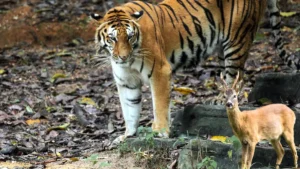 Panna Tiger Reserve