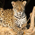 Amrabad Tiger Reserve Telangana