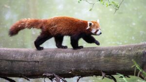 Balphakram National Park Meghalaya