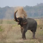 Betla National Park Jharkhand