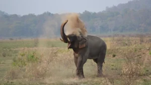 Betla National Park Jharkhand