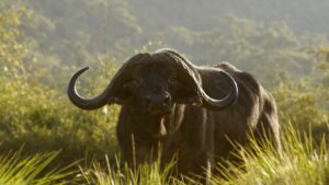 Bison (Rajbari) National Park Tripura