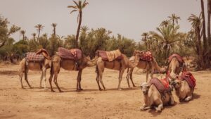 Desert National Park Rajasthan