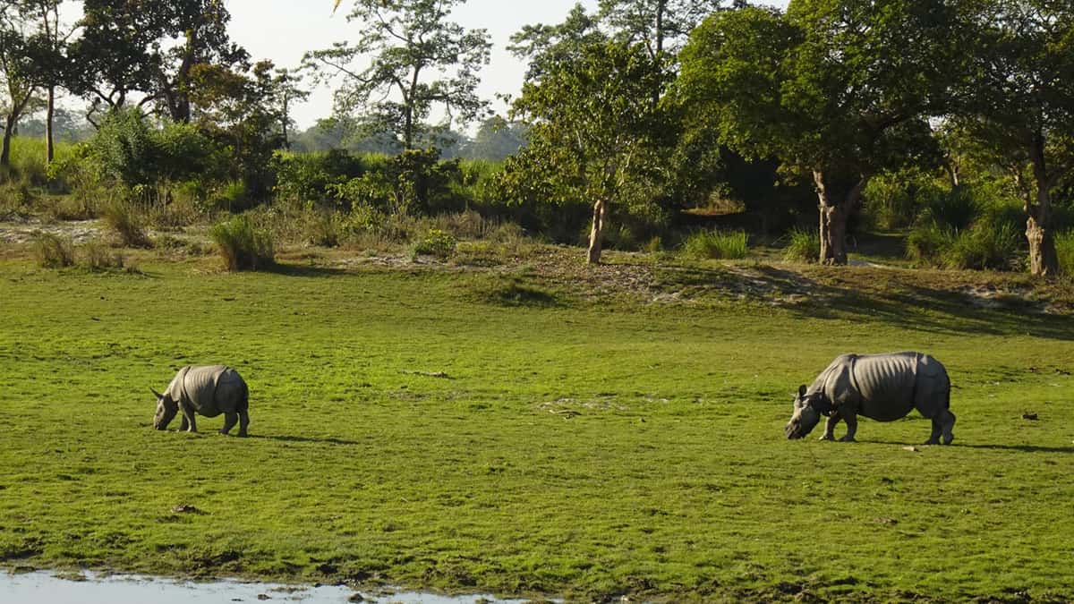 Dibru-Saikhowa National Park Assam