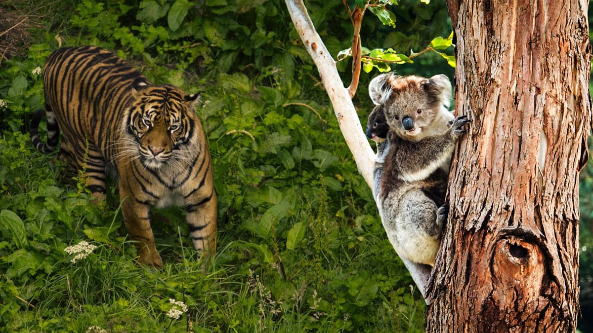 Dump Tiger Reserve Mizoram