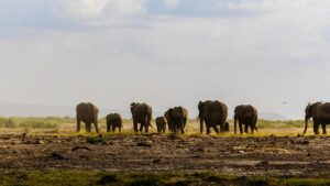 Gugamal National Park Maharashtra