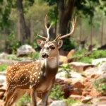 Guindy National Park Tamil Nadu