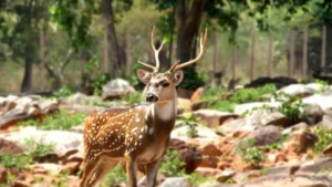 Guindy National Park Tamil Nadu