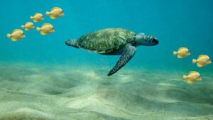 Gulf of Mannar Marine National Park Tamil Nadu