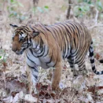 Guru Ghasidas Tiger Reserve Chhattisgarh