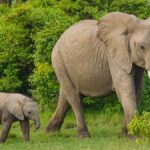 Indira Gandhi (Annamalai) National Park Tamil Nadu