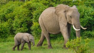 Indira Gandhi (Annamalai) National Park Tamil Nadu