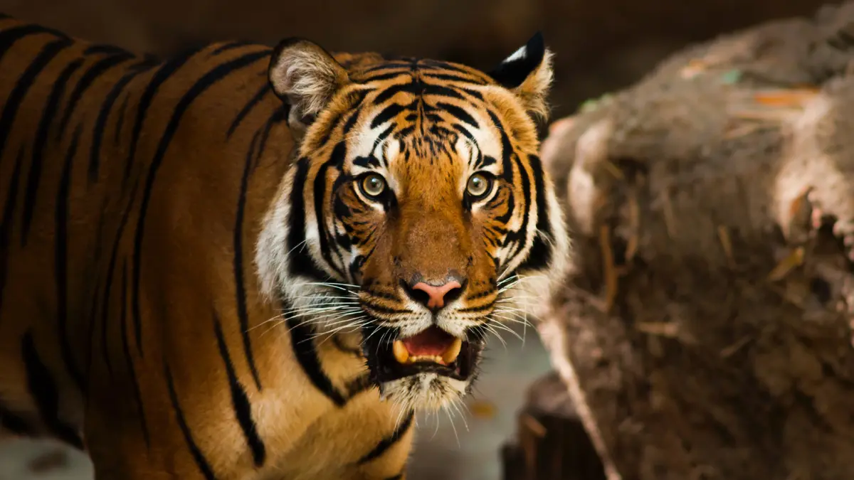 Kamlang Tiger Reserve Arunachal Pradesh