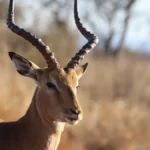 Kanha National Park Madhya Pradesh