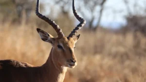 Kanha National Park Madhya Pradesh