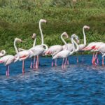 Keoladeo Ghana National Park Rajasthan