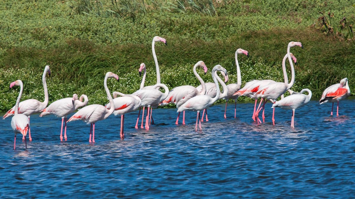 Keoladeo Ghana National Park Rajasthan