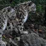 Khangchendzonga National Park Sikkim