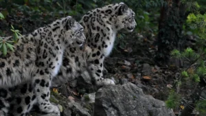 Khangchendzonga National Park Sikkim