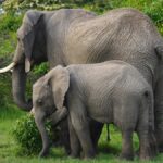 Kudremukh National Park Karnataka