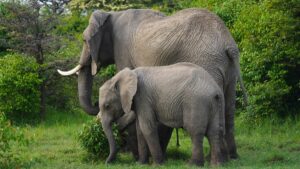 Kudremukh National Park Karnataka