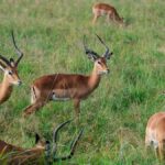 Mahaveer Harina Vanasthali National Park Telangana