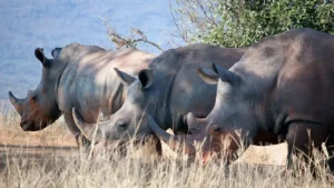 Kishanpur Wildlife Sanctuary Uttar Pradesh