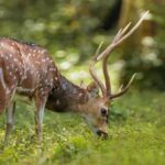 Melghat Tiger Reserve Maharashtra