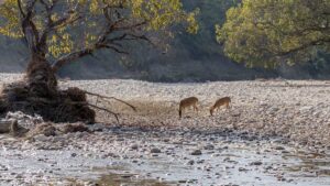 Mollem National Park Goa