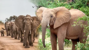 Mrugavani National Park Telangana