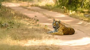 Navegaon National Park Maharashtra