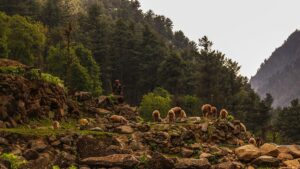 Nokrek Ridge National Park Meghalaya