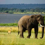 Pambadum Shola National Park Kerala