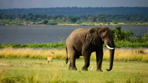 Pambadum Shola National Park Kerala