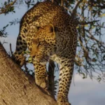 Panna National Park Best Tiger Safari India