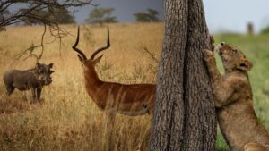 Pench National Park