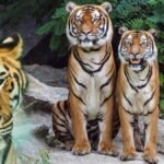 Pilibhit Tiger Reserve Uttar Pradesh