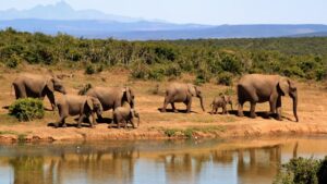 Raimona National Park Assam